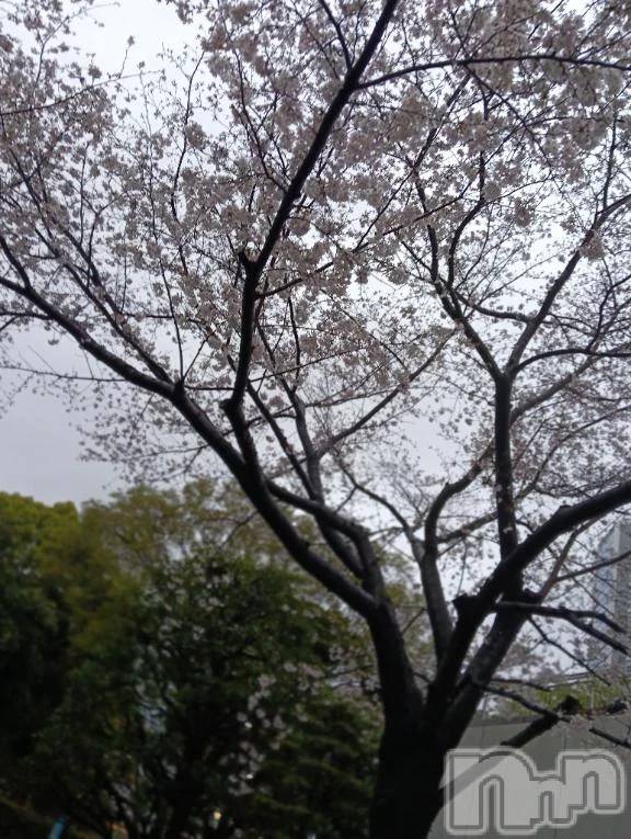 新潟デリヘル新潟デリヘル倶楽部(ニイガタデリヘルクラブ)あおい(18)の2026年4月3日写メブログ「4月🌸」