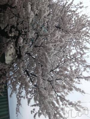 新潟デリヘル 新潟デリヘル倶楽部(ニイガタデリヘルクラブ) あおい(18)の4月7日写メブログ「今日は15:00～🎀」