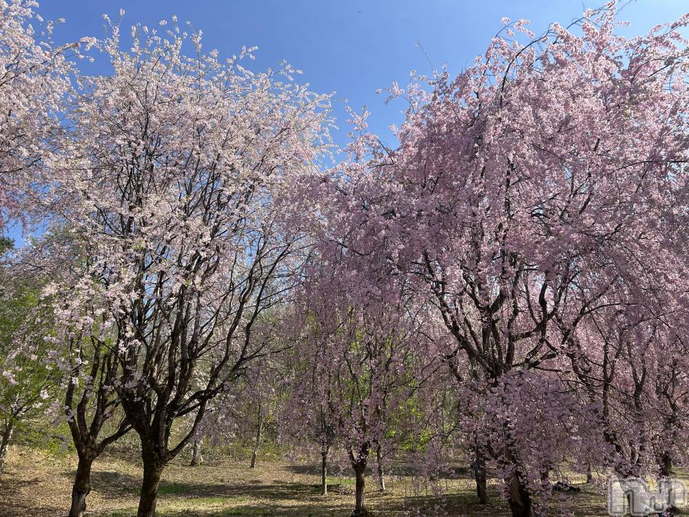 長岡デリヘルMimi(ミミ) みれい★月間RANK5位★(25)の4月2日写メブログ「🌸❤️🌸❤️もう少しだね❤️🌸❤️🌸」