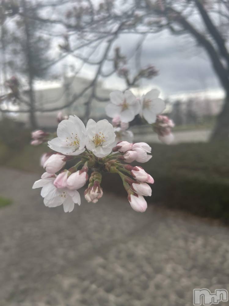 長岡デリヘルMimi(ミミ) みれい★月間RANK2位★(25)の4月6日写メブログ「本日19時半～♡♡♡」