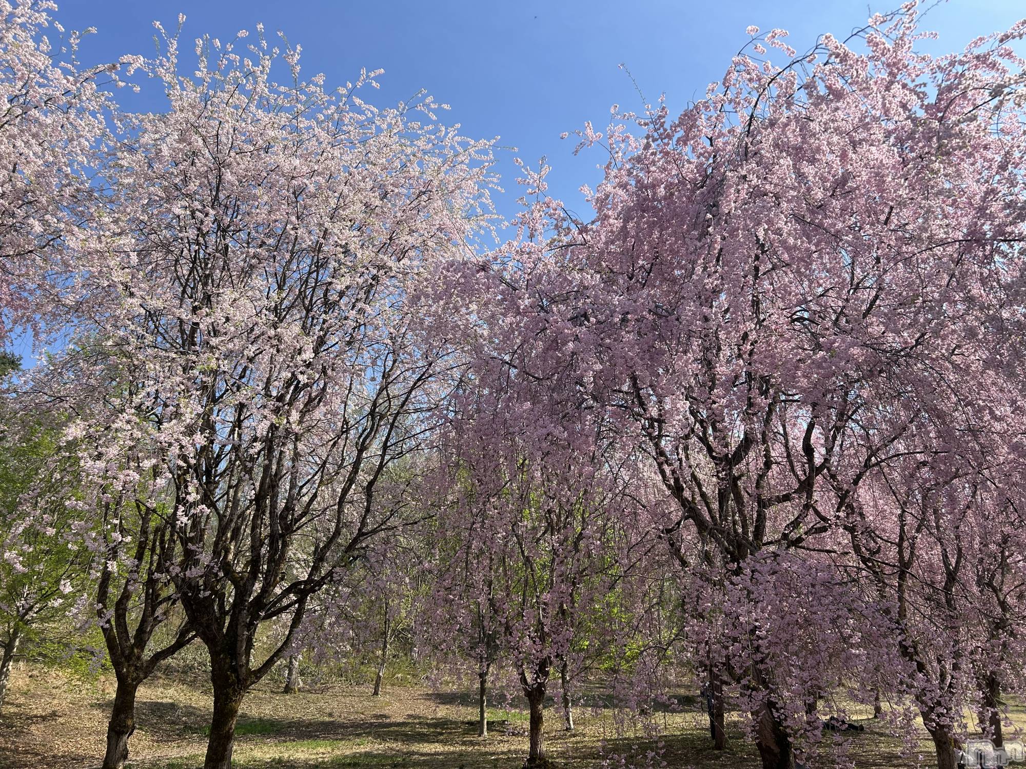 長岡デリヘルMimi(ミミ)みれい★月間RANK5位★(25)の2026年4月2日写メブログ「🌸❤️🌸❤️もう少しだね❤️🌸❤️🌸」