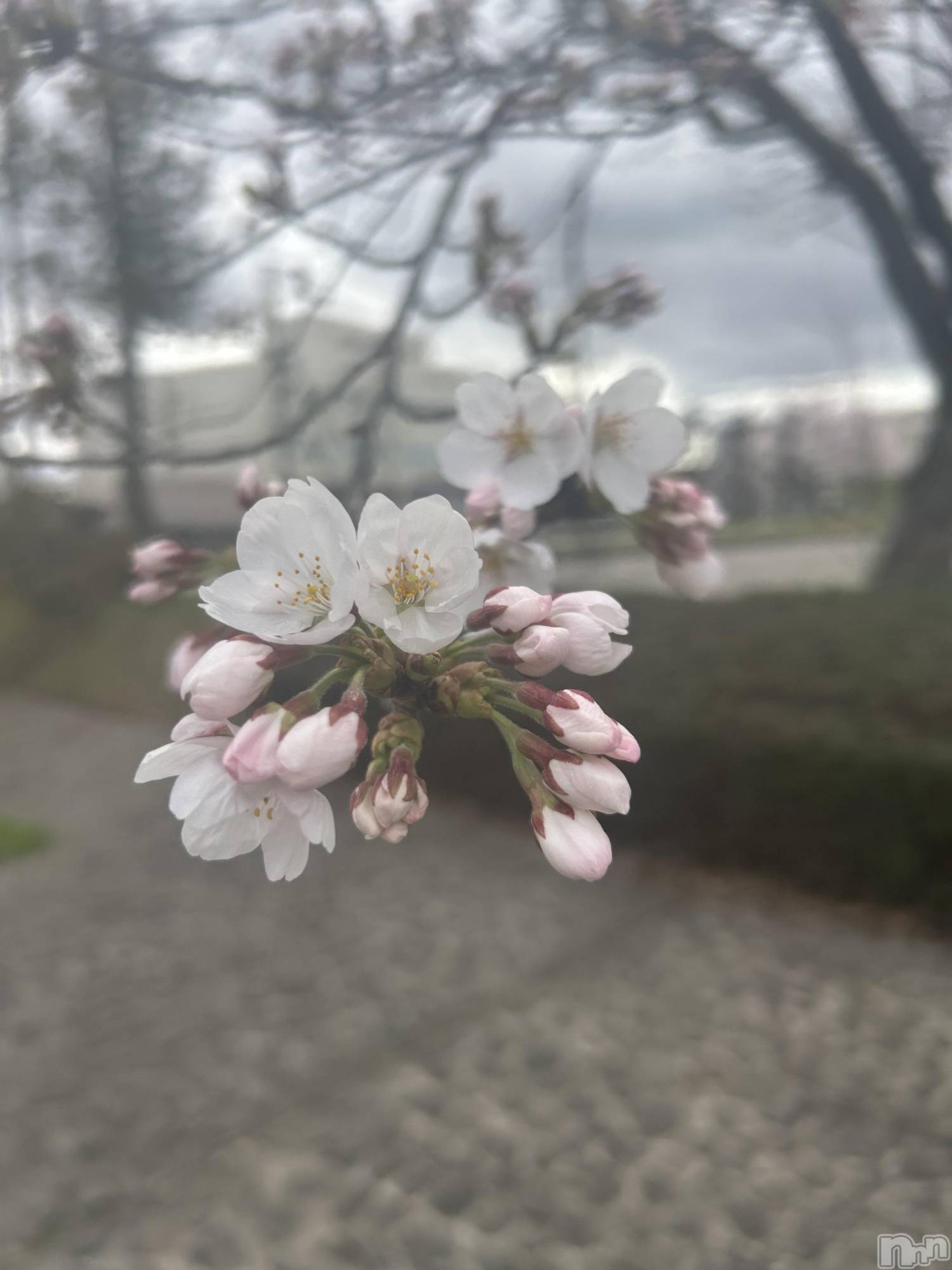 長岡デリヘルMimi(ミミ)みれい★月間RANK2位★(25)の2026年4月6日写メブログ「本日19時半～♡♡♡」