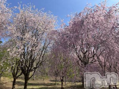 長岡デリヘル Mimi(ミミ) みれい★月間RANK2位★(25)の4月2日写メブログ「🌸❤️🌸❤️もう少しだね❤️🌸❤️🌸」