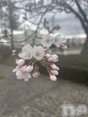 長岡デリヘル Mimi(ミミ) みれい★月間RANK2位★(25)の4月6日写メブログ「本日19時半～♡♡♡」