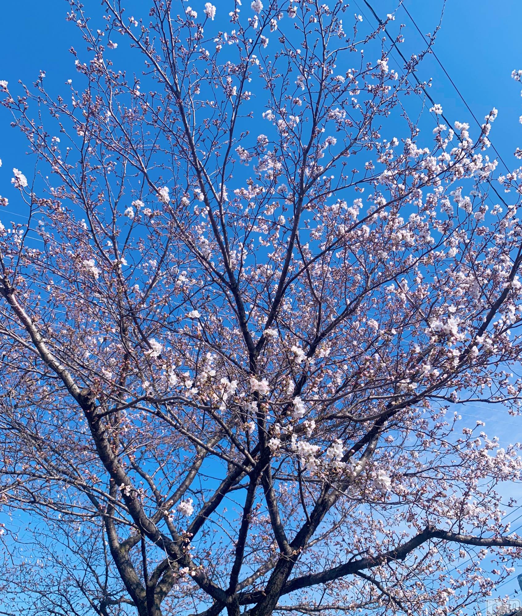 長野デリヘルStory ～人妻物語～(ストーリー)激安☆よう(46)の2026年4月4日写メブログ「お花見の歌、といえば」