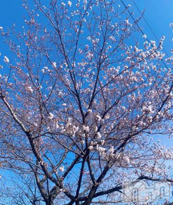お花見の歌、といえば