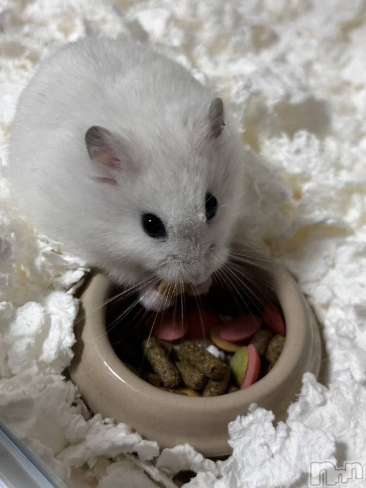 ��Į���ʥå��������륺�С�L'asile(�饸����) �饸����������2��6���̥�֥����֥ϥ�ϥ��