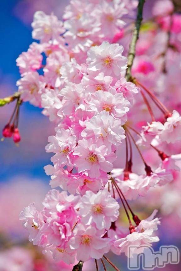 上越デリヘルHONEY(ハニー) さくら(52)の10月26日写メブログ「🌸さくら情報🌸」