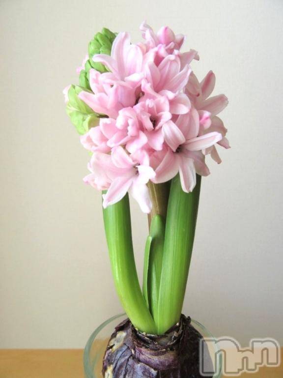 上越デリヘルHONEY(ハニー)さくら(52)の2026年2月8日写メブログ「こんばんは。」