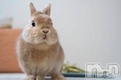 新潟デリヘル奥様特急 新潟店(オクサマトッキュウニイガタテン) りりな(29)の4月1日写メブログ「『人間失格』第三の手記 感想④」