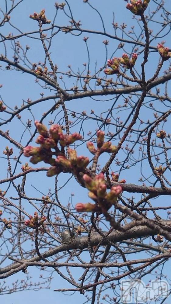 新潟デリヘル熟女の風俗 最終章(ジュクジョノフウゾクサイシュウショウ) ちより(49)の3月29日写メブログ「おはようございます☀️」