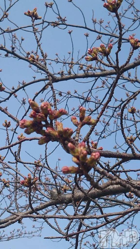 新潟デリヘル熟女の風俗 最終章(ジュクジョノフウゾクサイシュウショウ)ちより(49)の2026年3月29日写メブログ「おはようございます☀️」