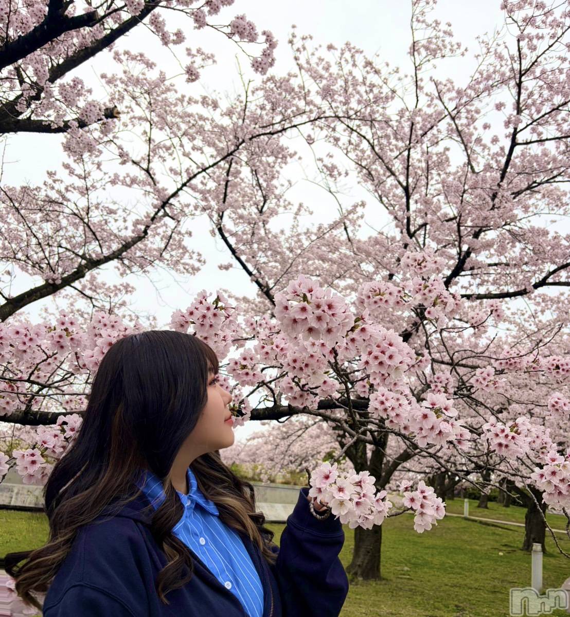 ����������ʥå��������륺�С����ʥå�����ܤ��(���ʥå�����ܥ����) ��2026ǯ4��7���̥�֥����֤��ָ�🌸��