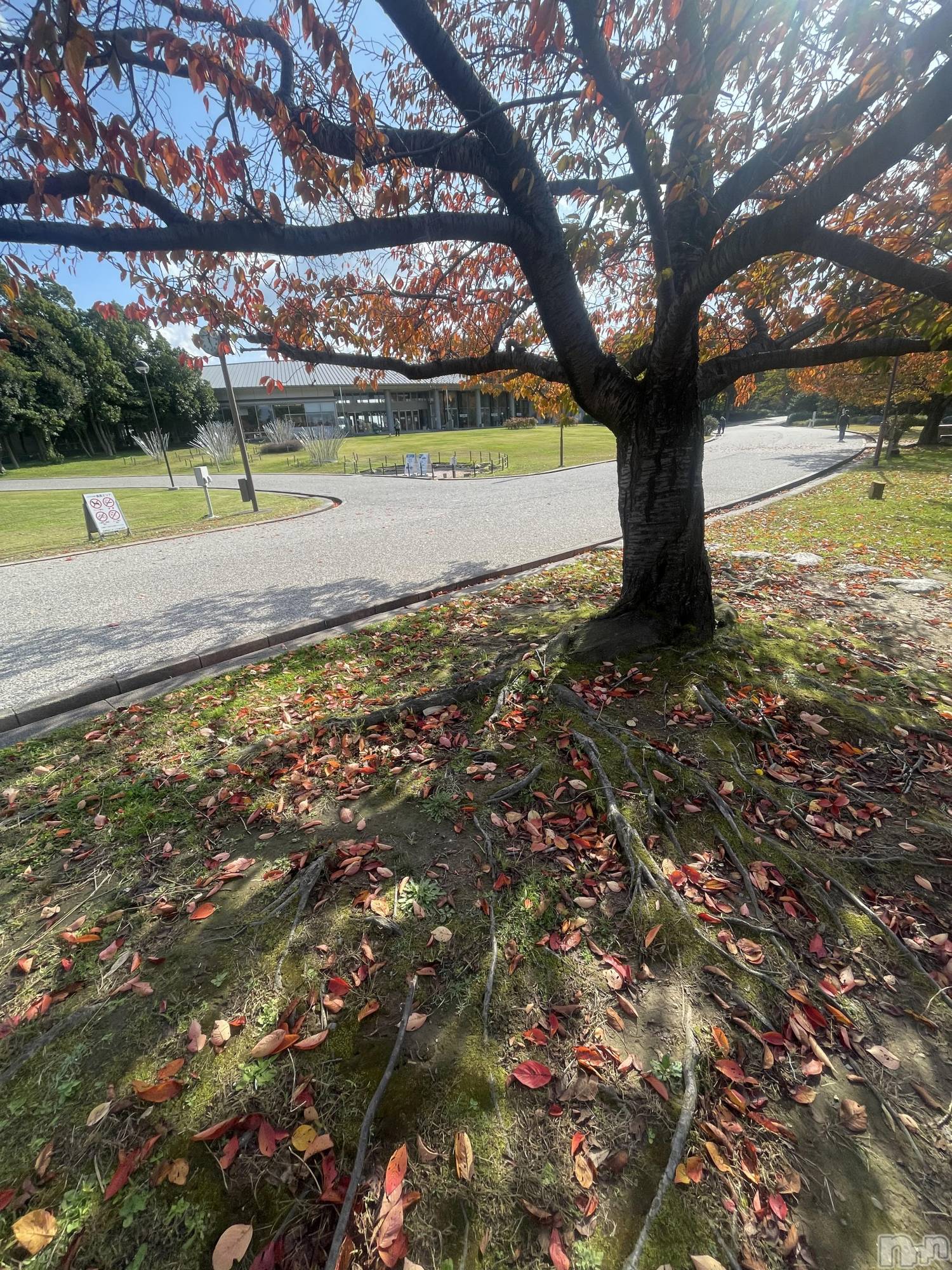 ʥå륺СʥåBar Peace(ʥåС ԡ) 2025ǯ118ֽ̥֥