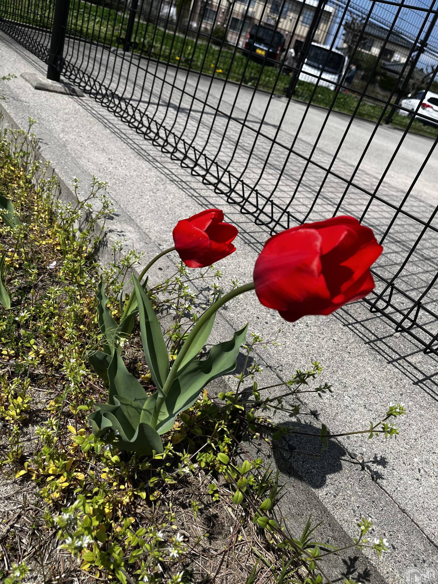 ����������ʥå��������륺�С����ʥå�Bar Peace(���ʥå��С� �ԡ���) ��2026ǯ4��16���̥�֥�����🌷��