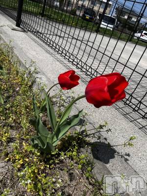 ����������ʥå��������륺�С����ʥå�Bar Peace(���ʥå��С� �ԡ���) �Ĥ��4��16���̥�֥�����🌷��