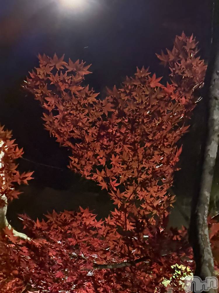 Х顦Diletto(ǥå) ޤ1120̥֥🍁