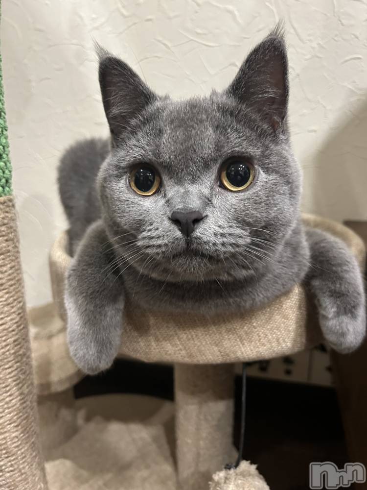 ĮХ顦BELUGA(٥롼) ꤵ121̥֥12🤍🤍