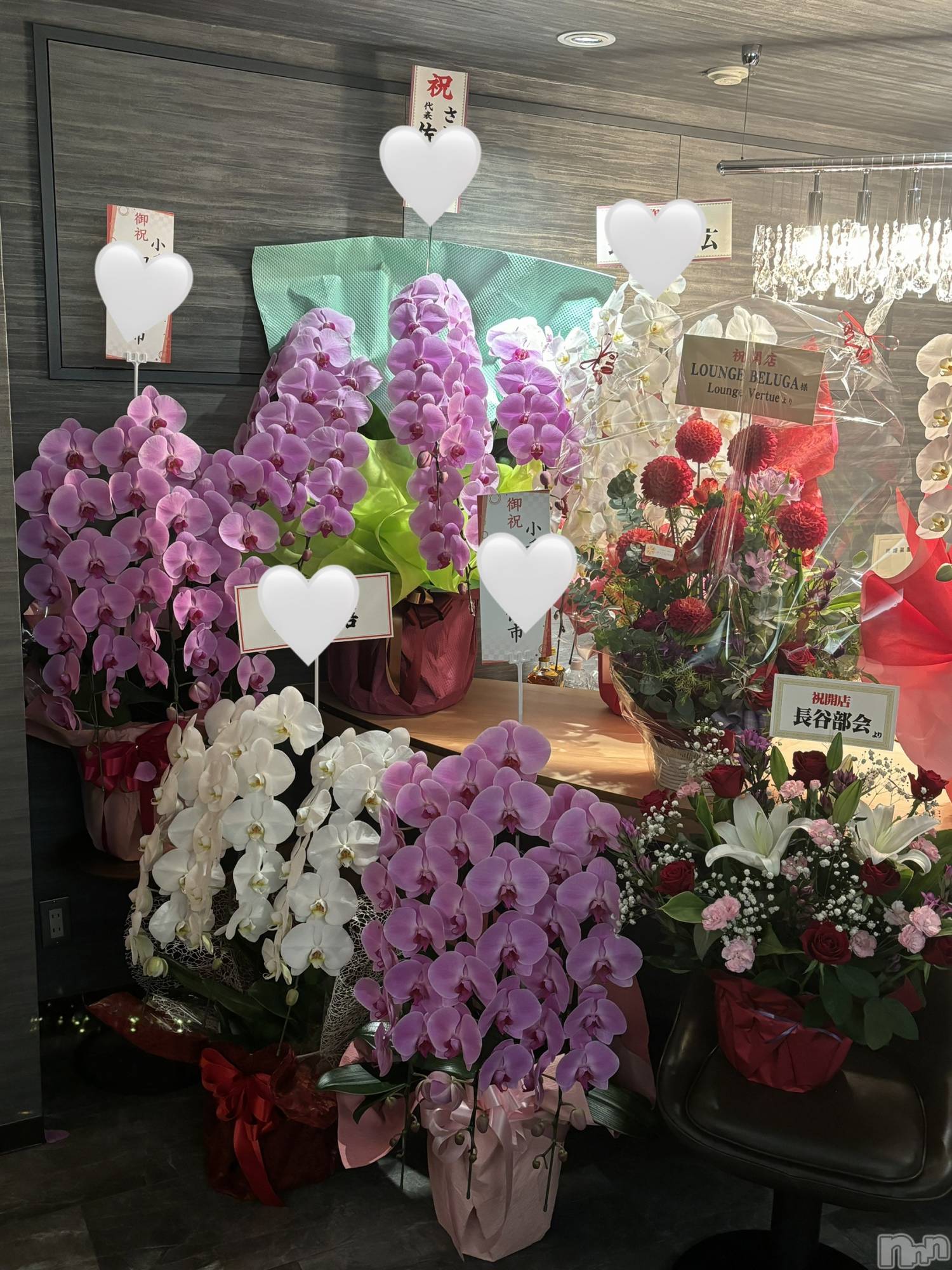 ĮХ顦BELUGA(٥롼) 2025ǯ1030̥֥OPENΤ🌹✨