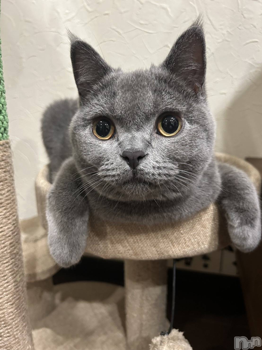 ĮХ顦BELUGA(٥롼) 2025ǯ121̥֥12🤍🤍