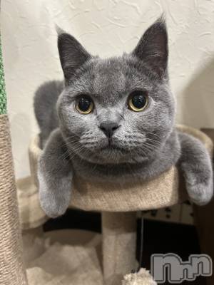 ĮХ顦BELUGA(٥롼) ꤵ(18)121̥֥12🤍🤍