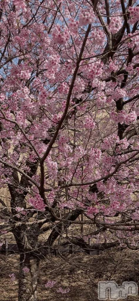 新潟デリヘル新潟デリヘル倶楽部(ニイガタデリヘルクラブ)さら(19)の2026年4月5日写メブログ「ひさしぶり🤍🤍」