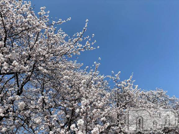 新潟デリヘルMinx(ミンクス)梓沙【新人】(29)の2026年4月13日写メブログ「出勤🎀」