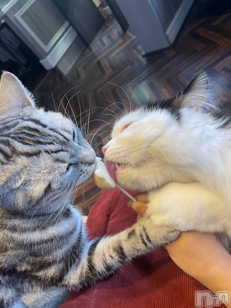 ��ˬ����Х��顦����֥���� �ץ���� ��ˬ(����� �ץ���� ����) �� ��礦��11��25���̥�֥�����ǭ����🐈��