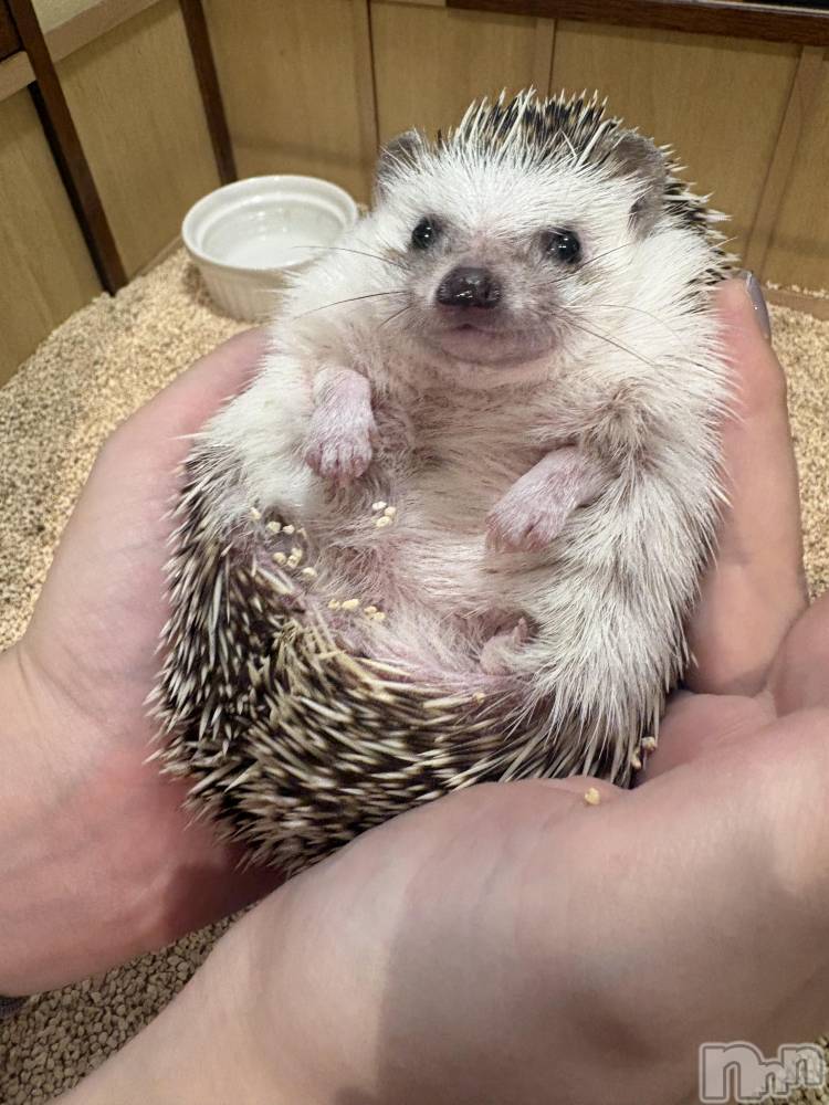 ��ˬ����Х��顦����֥���� �ץ���� ��ˬ(����� �ץ���� ����) �� ��礦��1��27���̥�֥����������ĥ�����ι🦔��