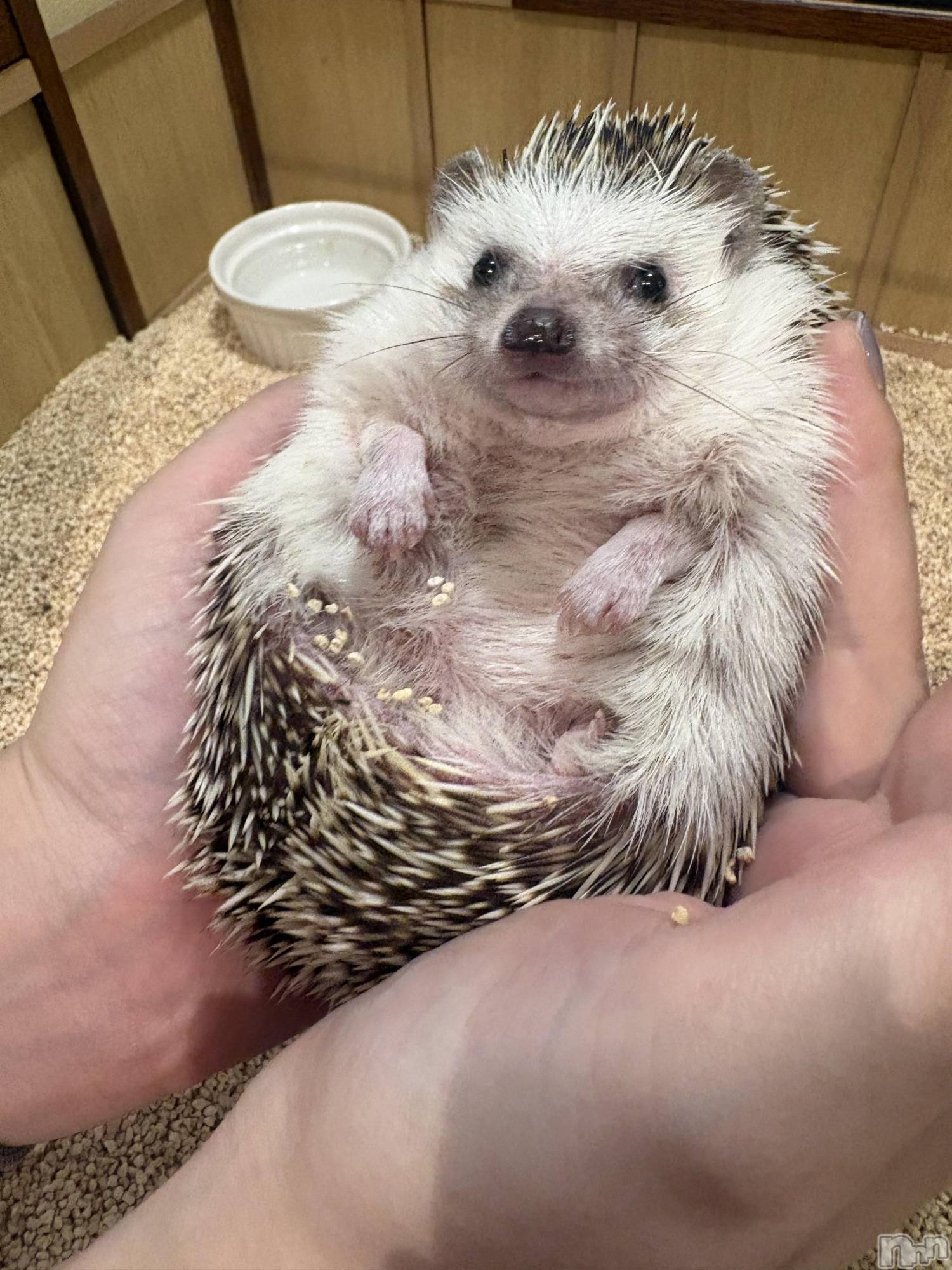 ��ˬ����Х��顦����֥���� �ץ���� ��ˬ(����� �ץ���� ����) ��2026ǯ1��27���̥�֥����������ĥ�����ι🦔��