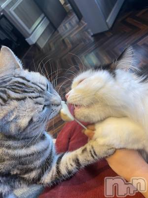 ��ˬ����Х��顦����֥���� �ץ���� ��ˬ(����� �ץ���� ����) �� ��礦��11��25���̥�֥�����ǭ����🐈��