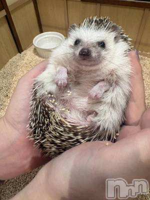 ��ˬ����Х��顦����֥���� �ץ���� ��ˬ(����� �ץ���� ����) �� ��礦��1��27���̥�֥����������ĥ�����ι🦔��