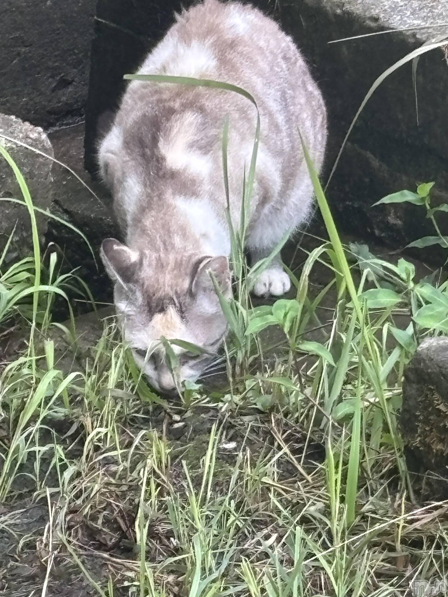 Įʥå륺Сconcept bar Citron(󥻥ץȥСȥ) 2025ǯ117ַ̥֥̤Ϣ