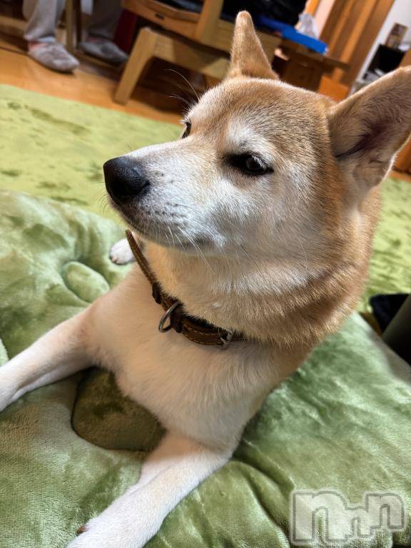 上越デリヘルHONEY(ハニー)かなえ(特別料金)(48)の2025年11月10日写メブログ「おはようございます⭐︎」