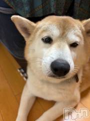 上越デリヘルHONEY(ハニー) かなえ(特別料金)(48)の10月28日写メブログ「本日出勤」