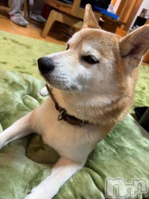 上越デリヘル HONEY(ハニー) かなえ(特別料金)(48)の11月10日写メブログ「おはようございます⭐︎」