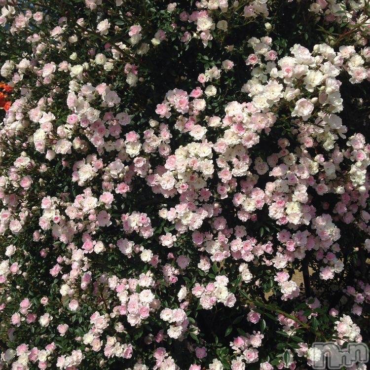 ��ˬ����Х��顦����֥���� �ץ���� ��ˬ(����� �ץ���� ����) ���� ����10��31���̥�֥�����🎃🖤��