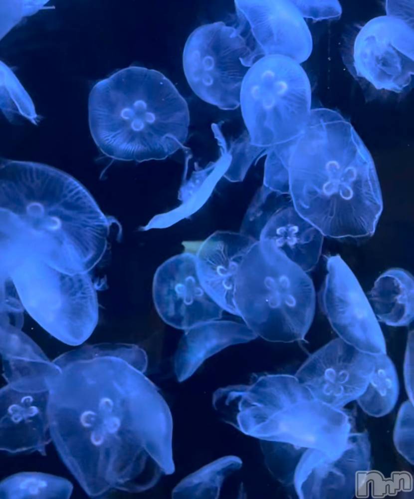 ��ˬ����Х��顦����֥���� �ץ���� ��ˬ(����� �ץ���� ����) ���� ����11��7���̥�֥�����‪·͜· ❤︎‬��