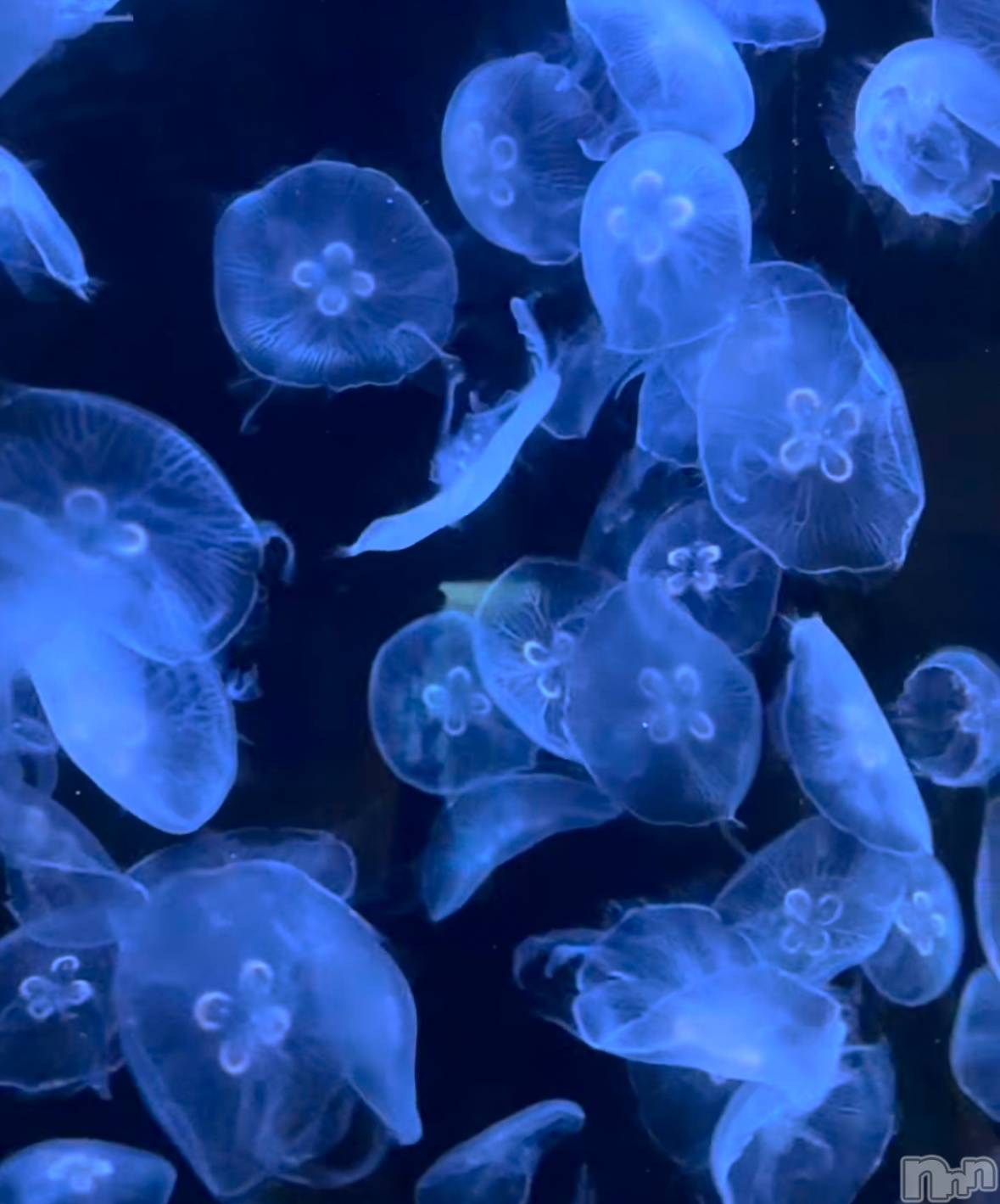 ��ˬ����Х��顦����֥���� �ץ���� ��ˬ(����� �ץ���� ����) ��2025ǯ11��7���̥�֥�����‪·͜· ❤︎‬��