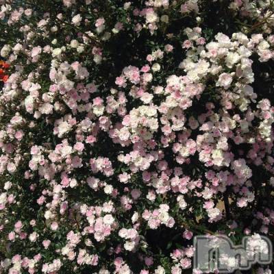 ��ˬ����Х��顦����֥���� �ץ���� ��ˬ(����� �ץ���� ����) ���� ����10��31���̥�֥�����🎃🖤��