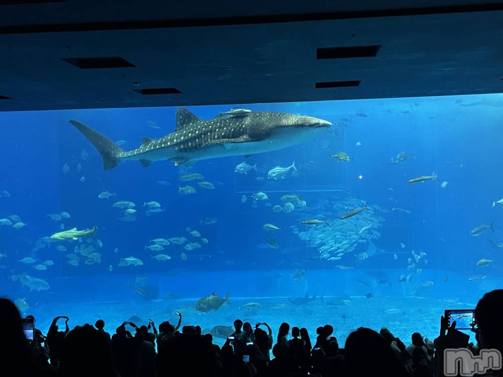 ��ˬ����Х��顦����֥���� �ץ���� ��ˬ(����� �ץ���� ����) ���� ����3��27���̥�֥�����🦈🤍��