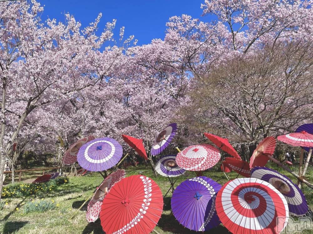 ��ˬ����Х��顦����֥���� �ץ���� ��ˬ(����� �ץ���� ����) ���� ����4��10���̥�֥�����🌸🤍��