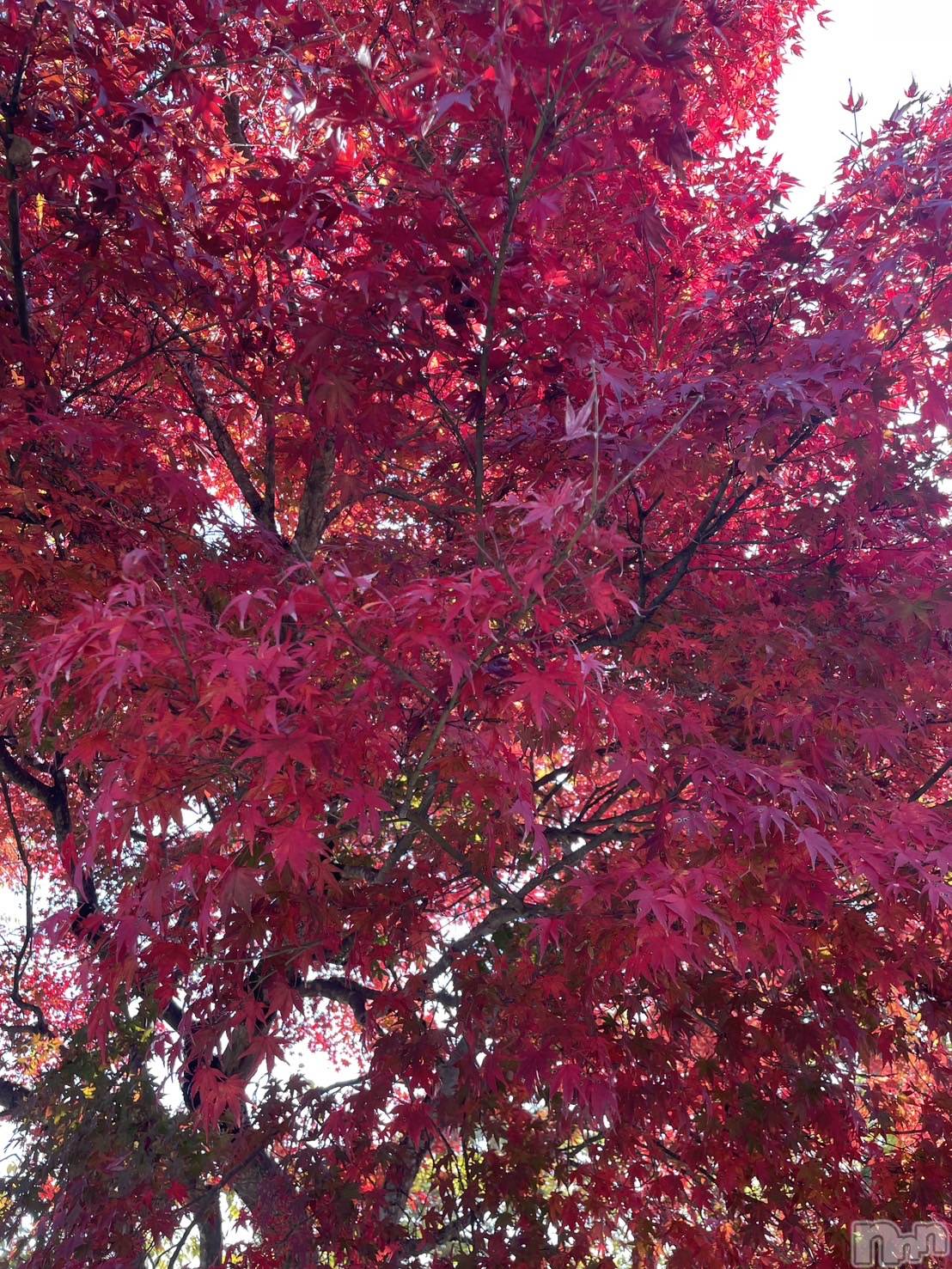 ��ˬ����Х��顦����֥���� �ץ���� ��ˬ(����� �ץ���� ����) ��2025ǯ11��22���̥�֥�����🍁🤍��