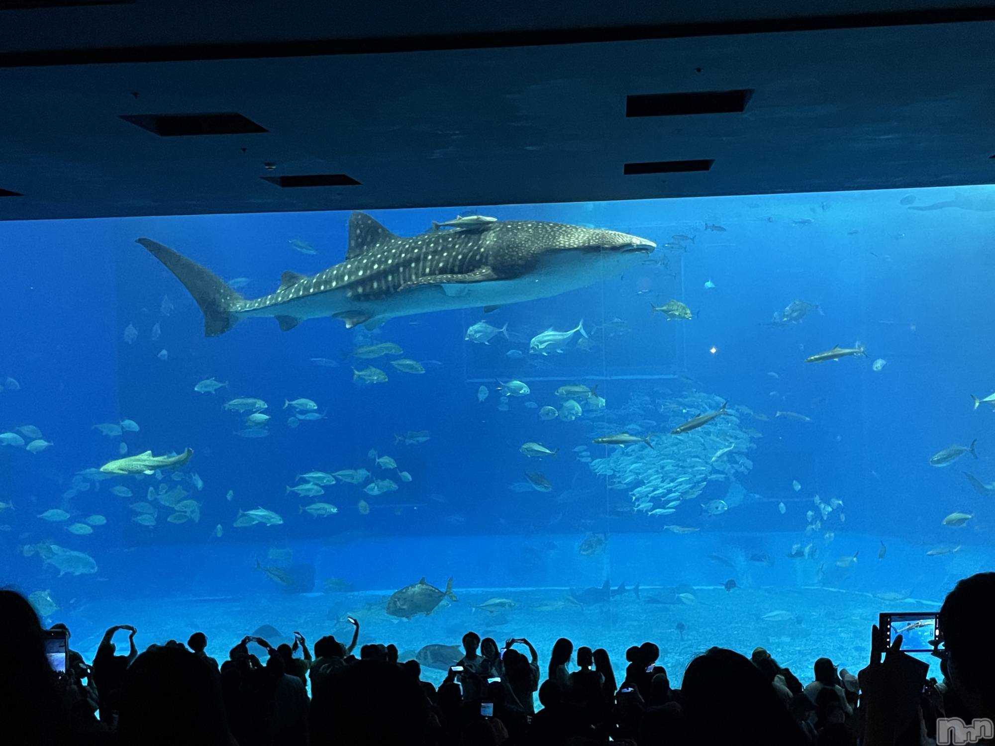 ��ˬ����Х��顦����֥���� �ץ���� ��ˬ(����� �ץ���� ����) ��2026ǯ3��27���̥�֥�����🦈🤍��