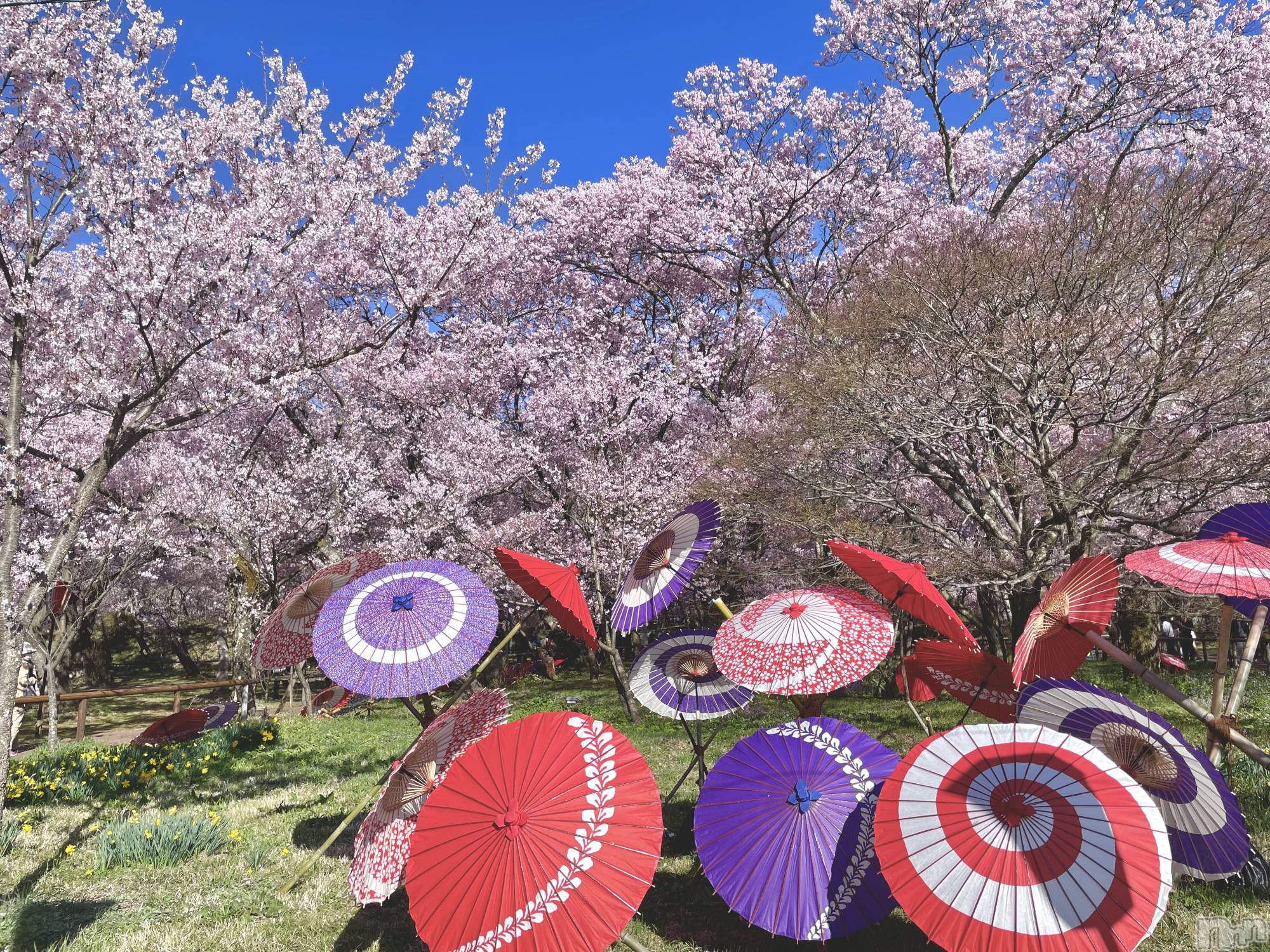 ��ˬ����Х��顦����֥���� �ץ���� ��ˬ(����� �ץ���� ����) ��2026ǯ4��10���̥�֥�����🌸🤍��