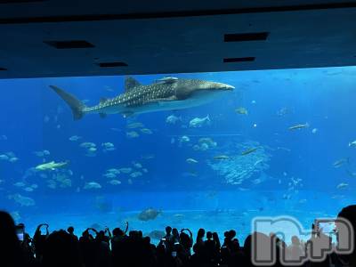 ��ˬ����Х��顦����֥���� �ץ���� ��ˬ(����� �ץ���� ����) ���� ��(27)��3��27���̥�֥�����🦈🤍��