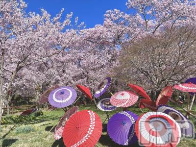 ��ˬ����Х��顦����֥���� �ץ���� ��ˬ(����� �ץ���� ����) ���� ��(27)��4��10���̥�֥�����🌸🤍��