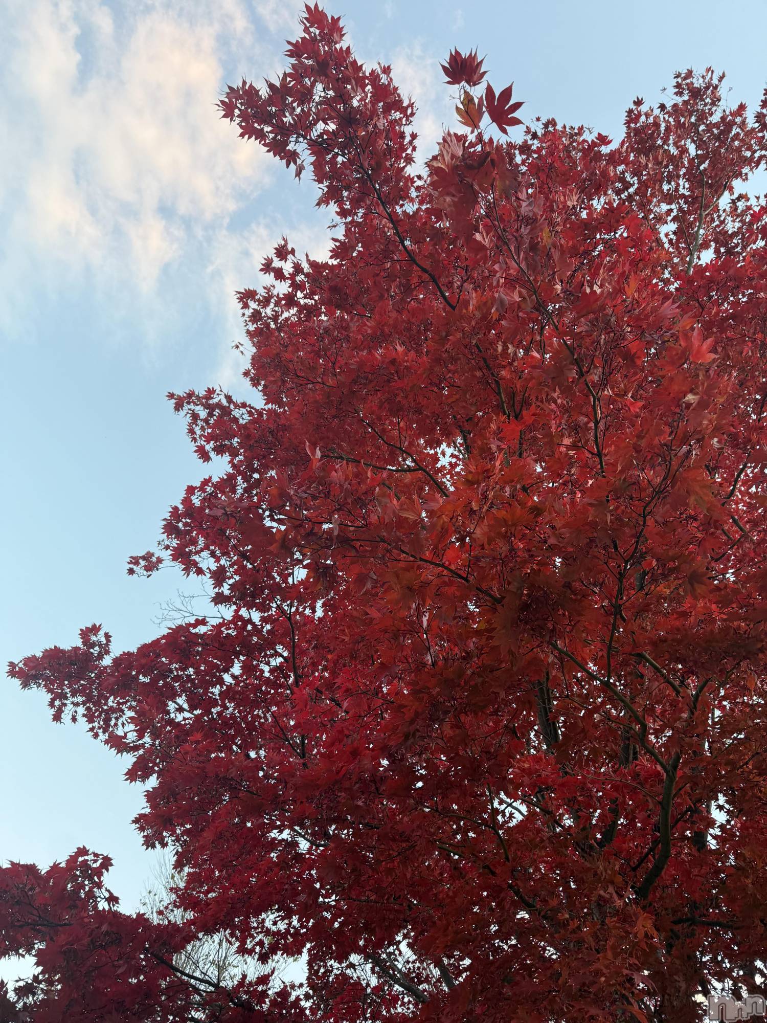 ץХ顦CLUB BOSS( ܥ) 2025ǯ1128ֹ̥֥✨🍁