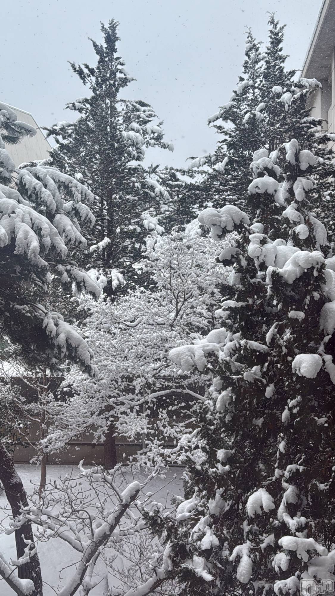 ���ץ���Х��顦�����CLUB BOSS(����� �ܥ�) ��2026ǯ1��27���̥�֥����֤��त🌨️��