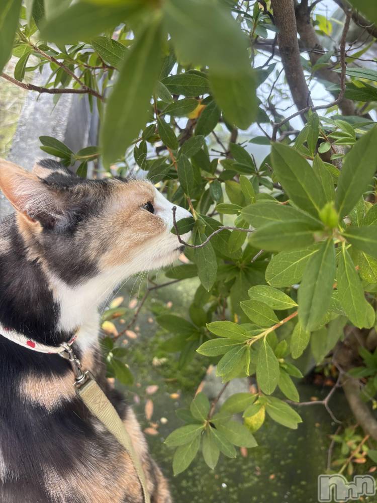 ����������ʥå��������륺�С������륺�С� �ӥ���٥˥塼(�����륺�С��ӥ���٥˥塼) �Ҥ����2��22���̥�֥�����2��22�� 20��30ʬ�Υ֥�����